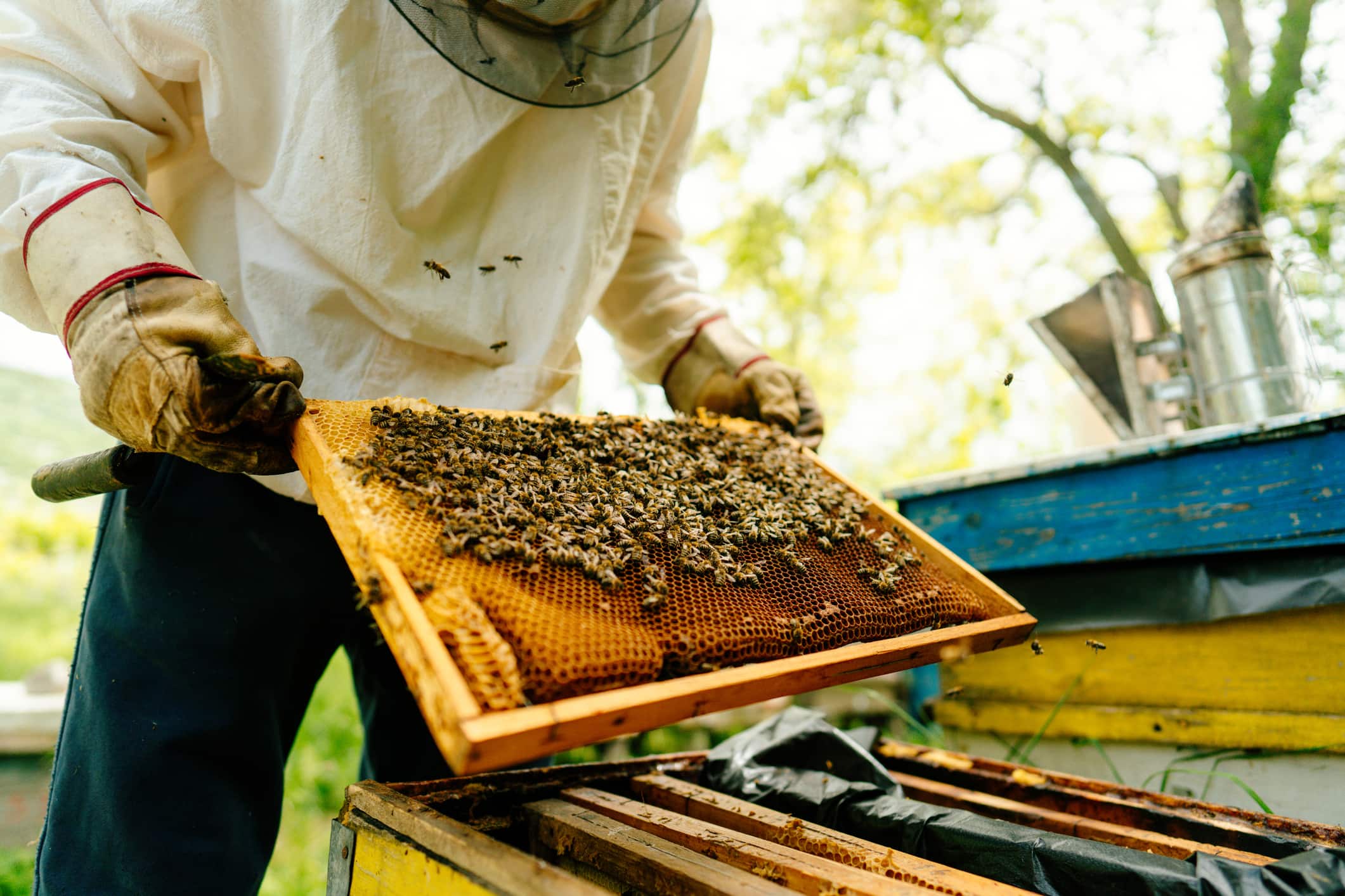 bee-bg3