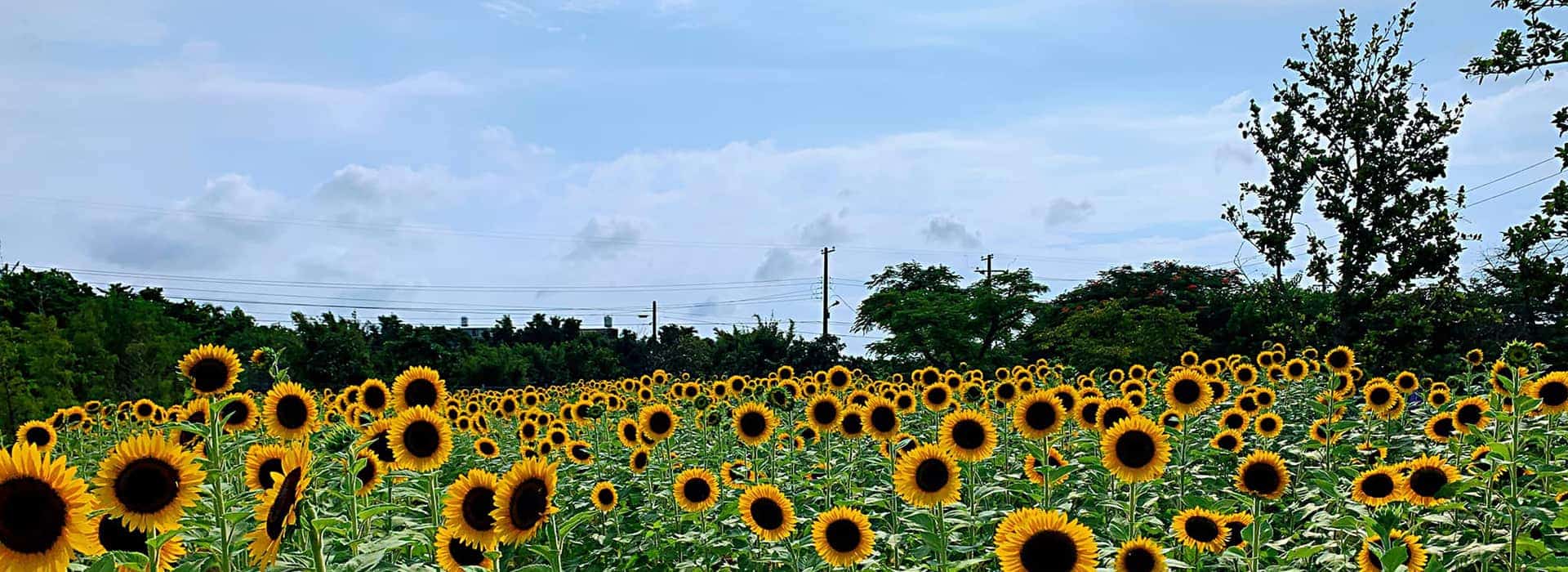sunandgreen-banner