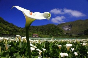 財福海芋田