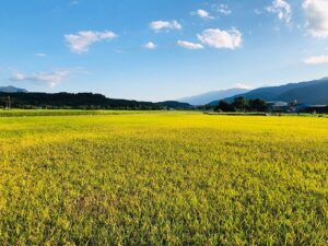 花蓮縣富里鄉農會