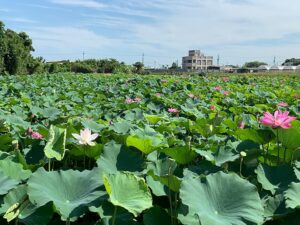 林家古厝休閒農場