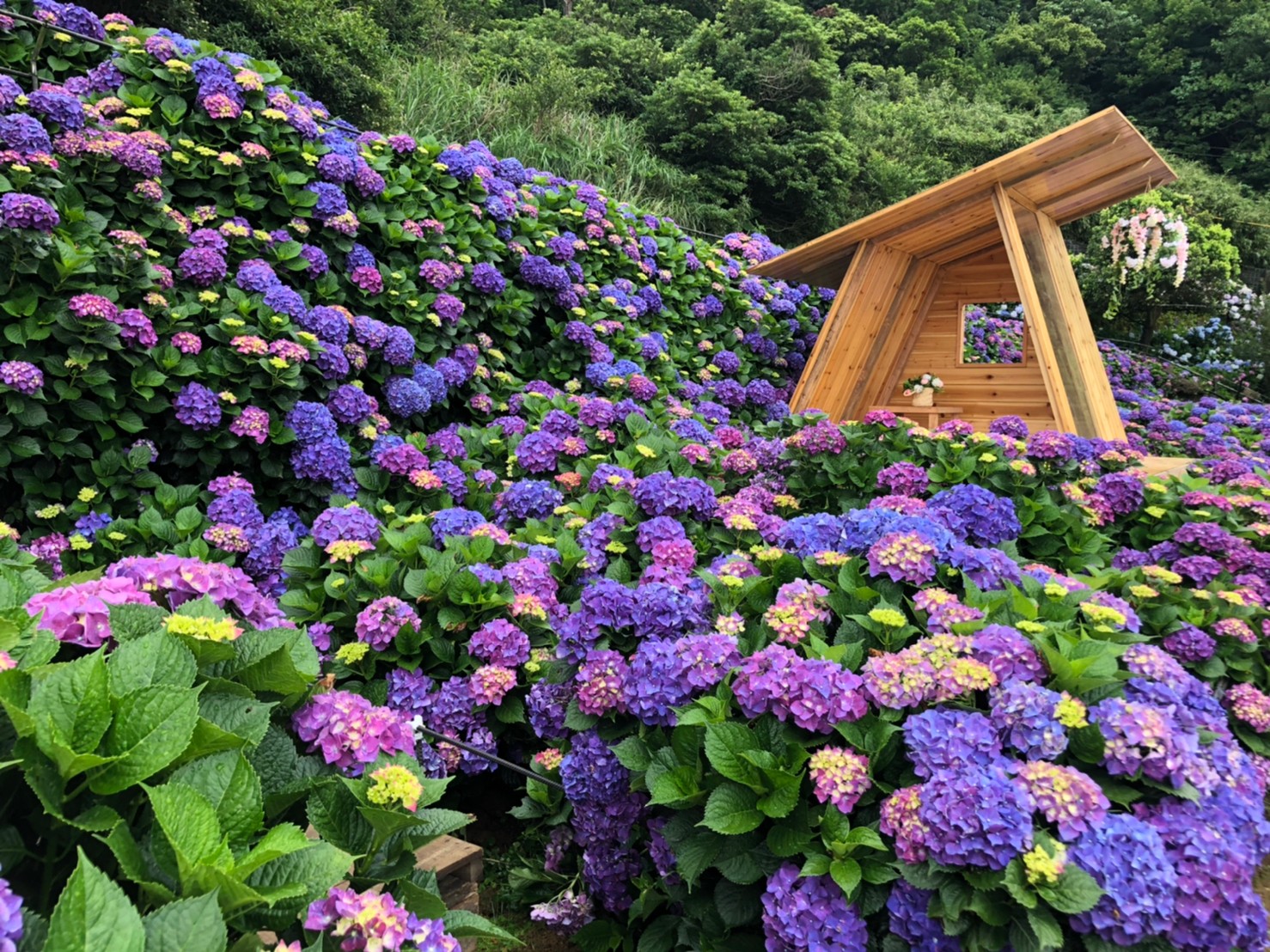 名陽─滿滿繡球花裡的造景，人人都能當網紅。