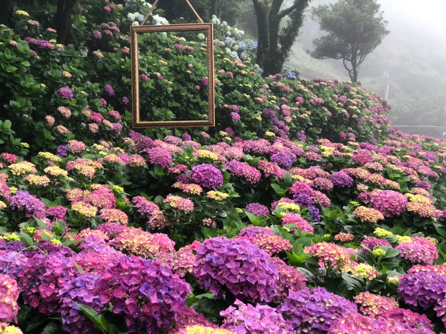 名陽─繡球花也開得極美。