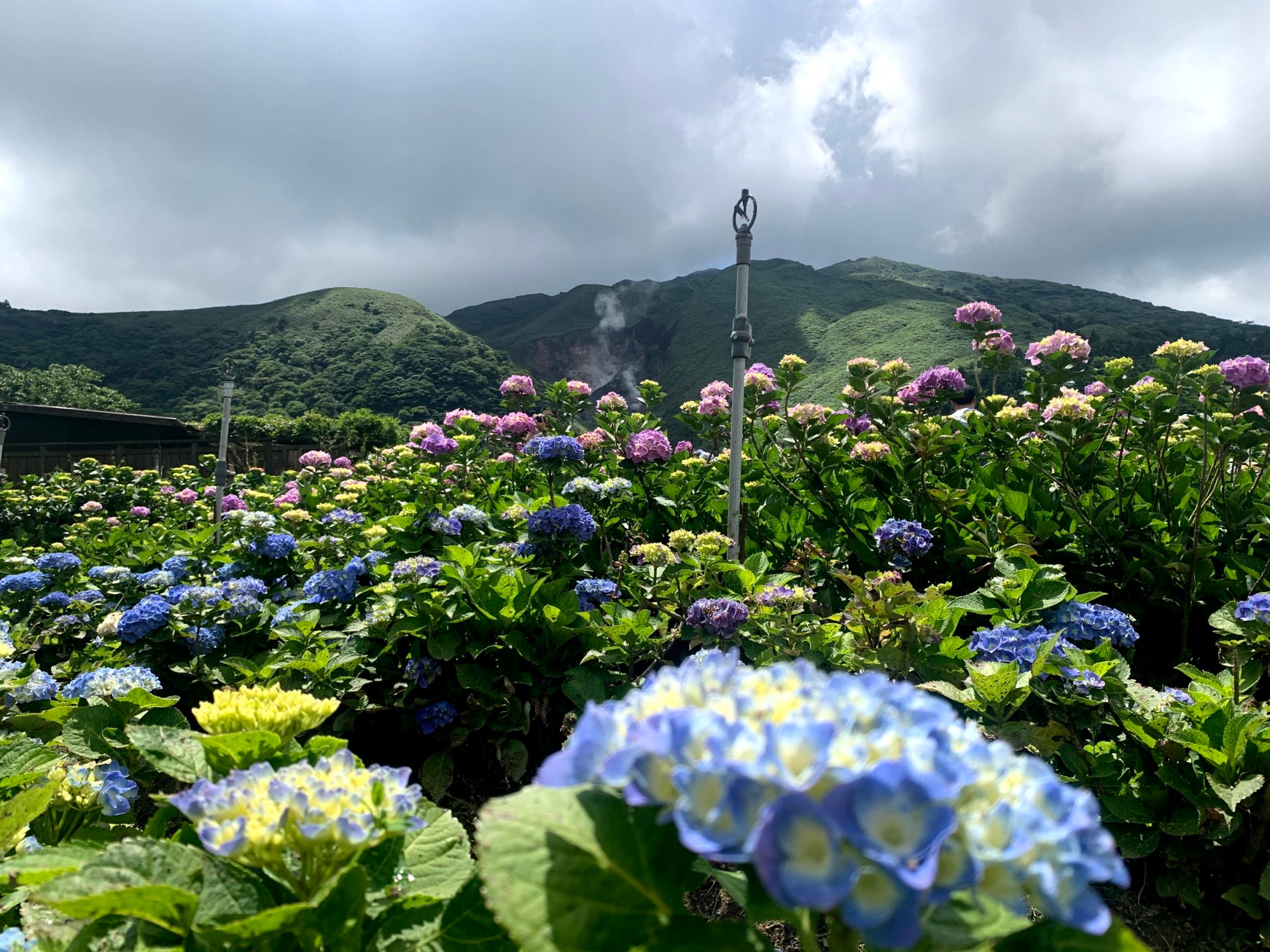 花谷繡球花也是賞花重頭戲。