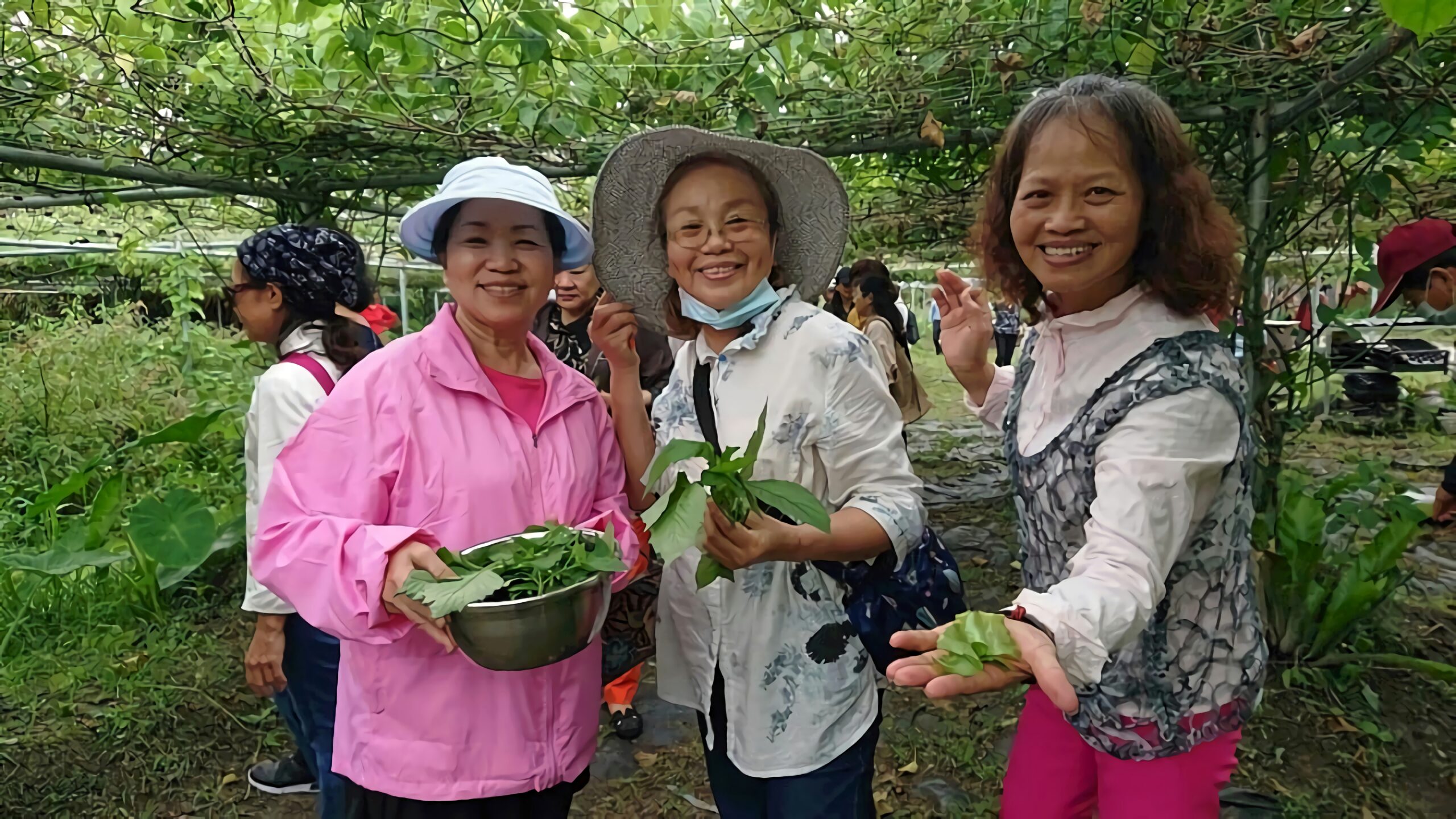 野菜採摘體驗