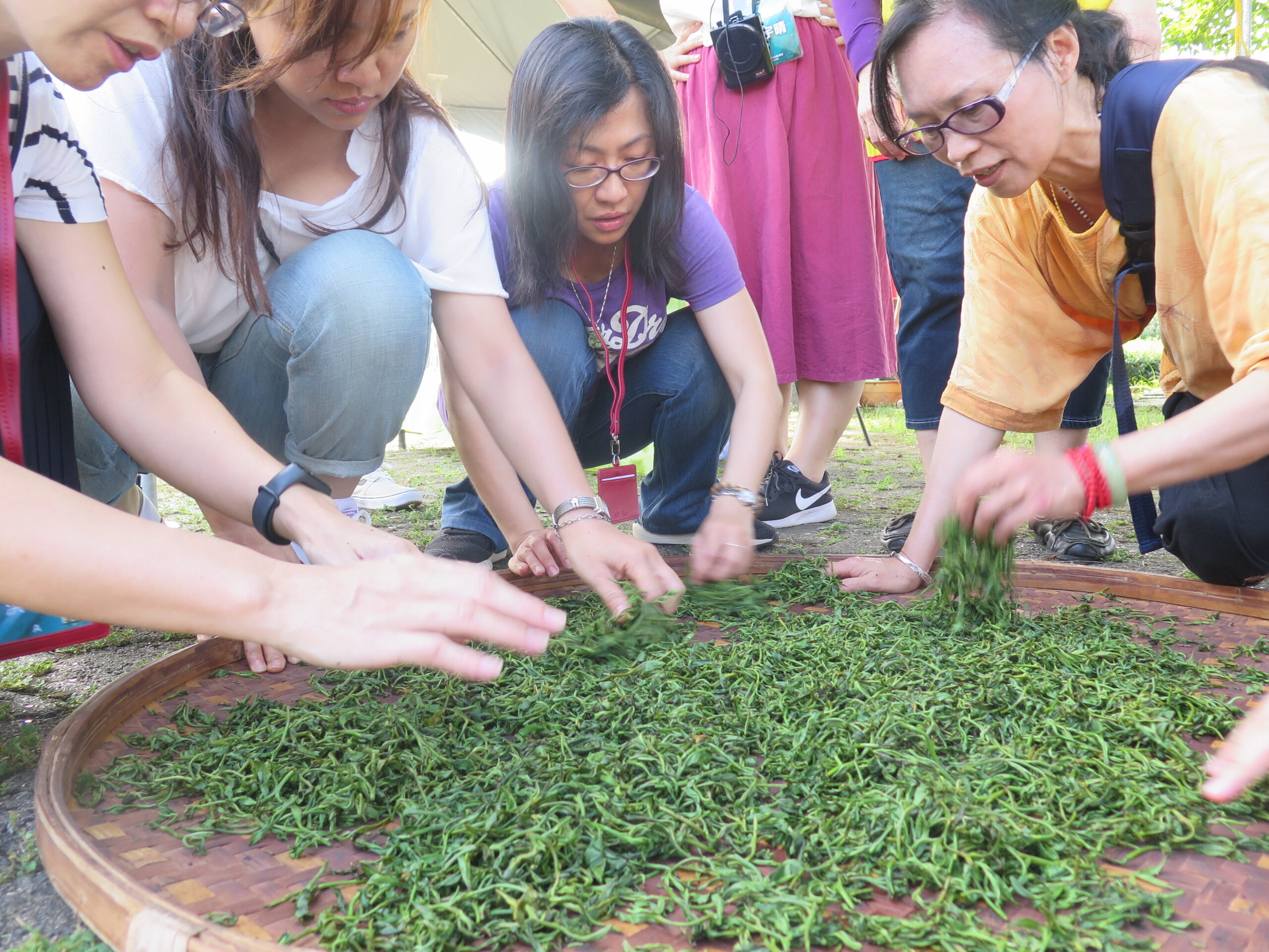 中山─綠野茶園採茶製茶體驗。