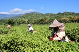 碧蘿園茗茶坊