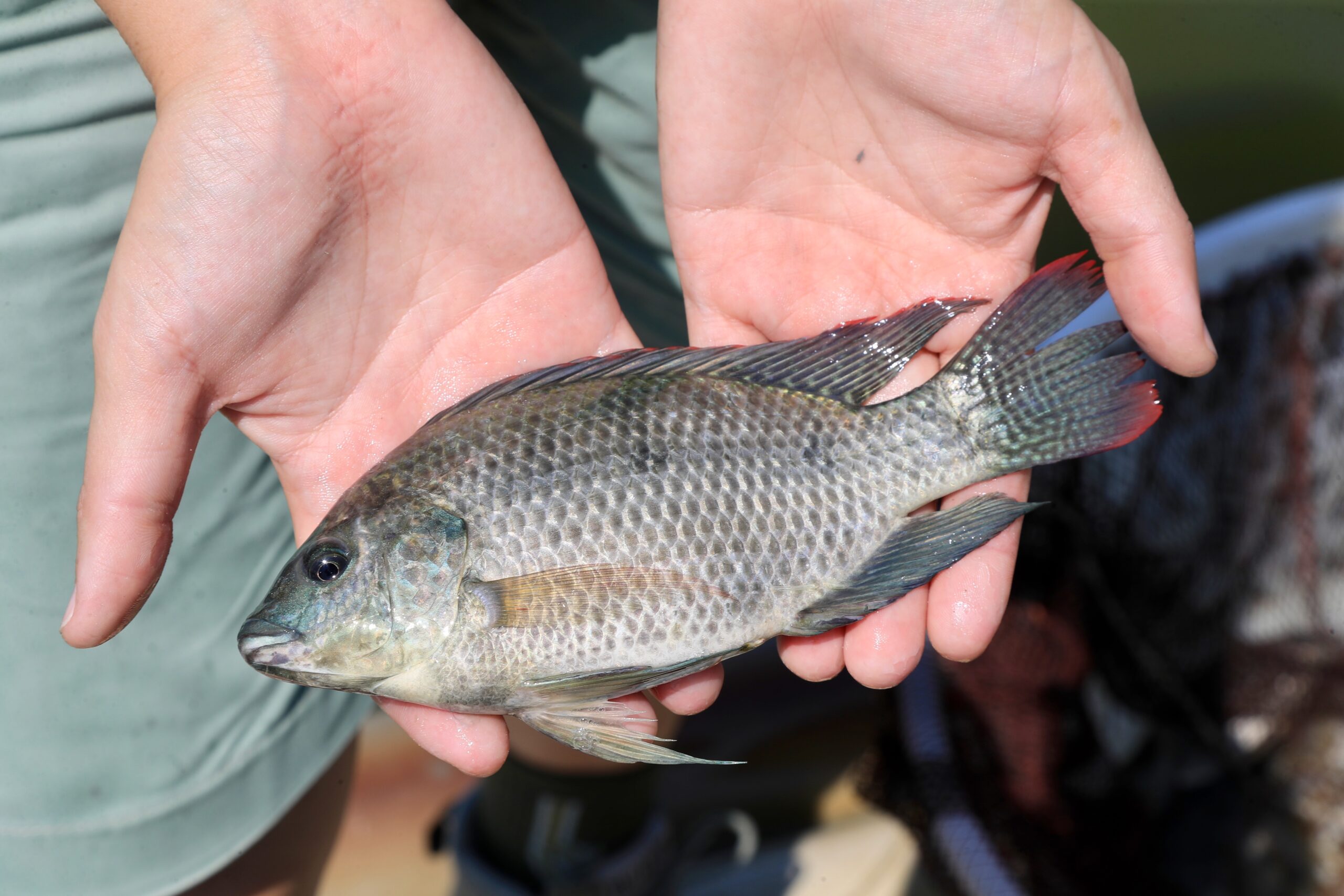 011剛剛撈上岸的白蝦與小吳郭魚003