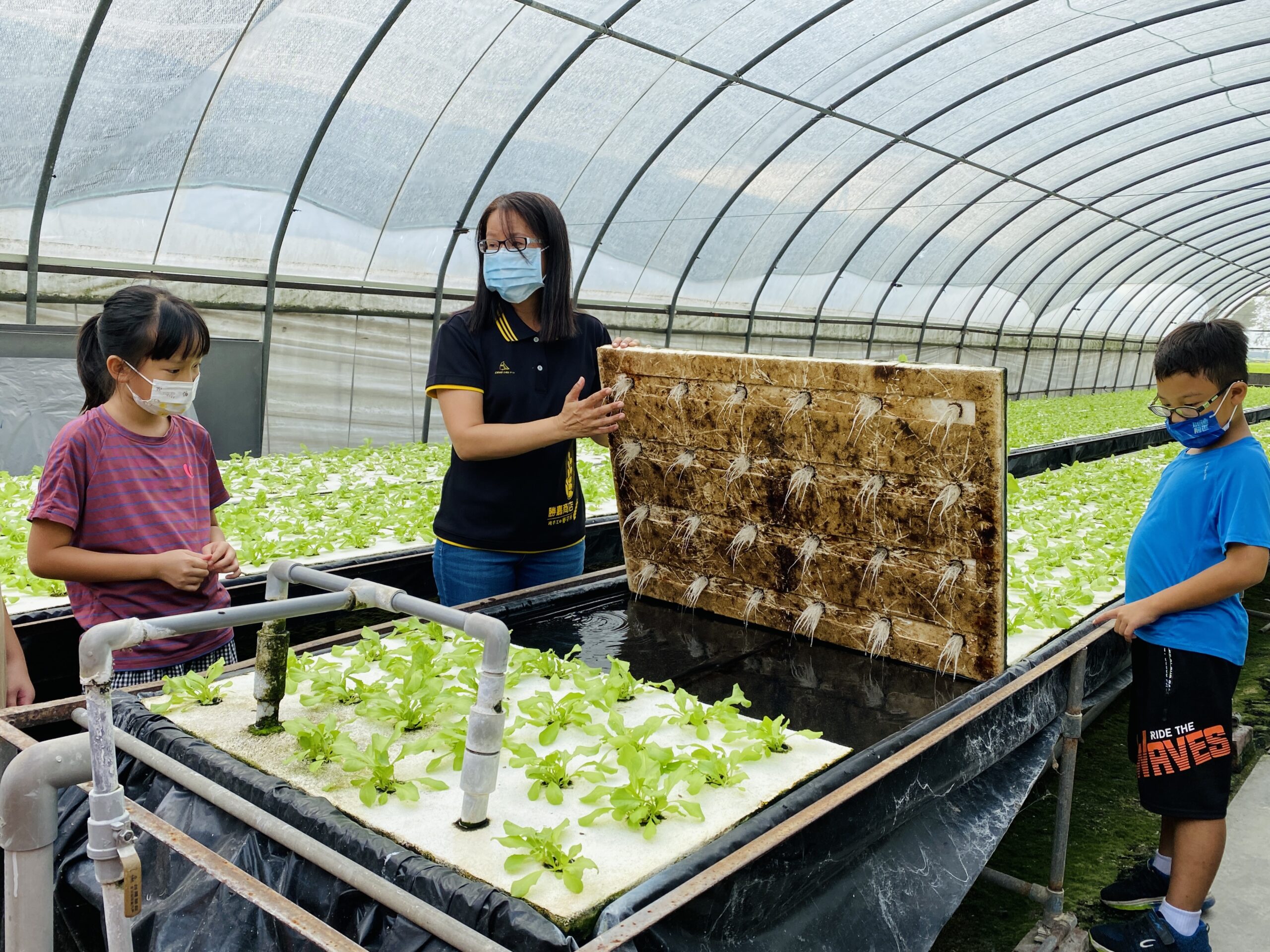 (三級體驗備1)學童近距離認識水耕蔬菜的生態與農法