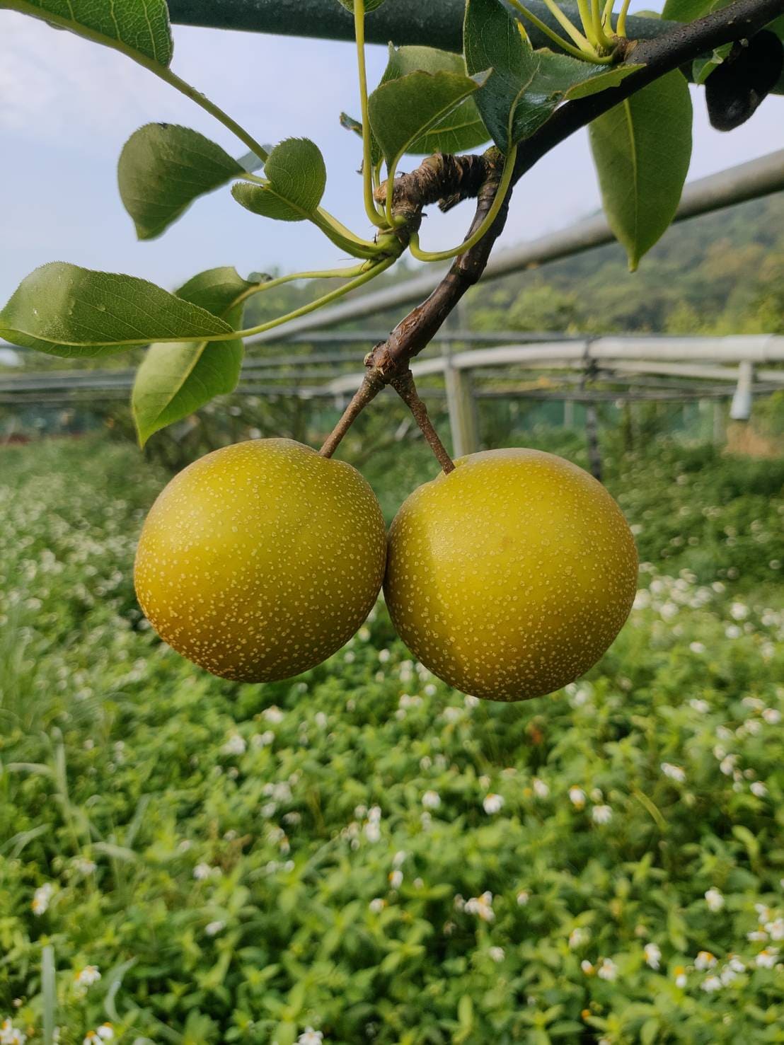 物種：水梨的產季集中在6到7月左右。