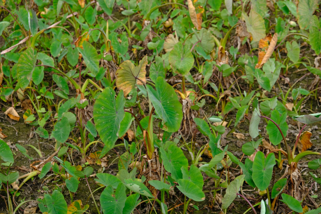 生產專區：每年的11月到3月是芋頭的採收期。