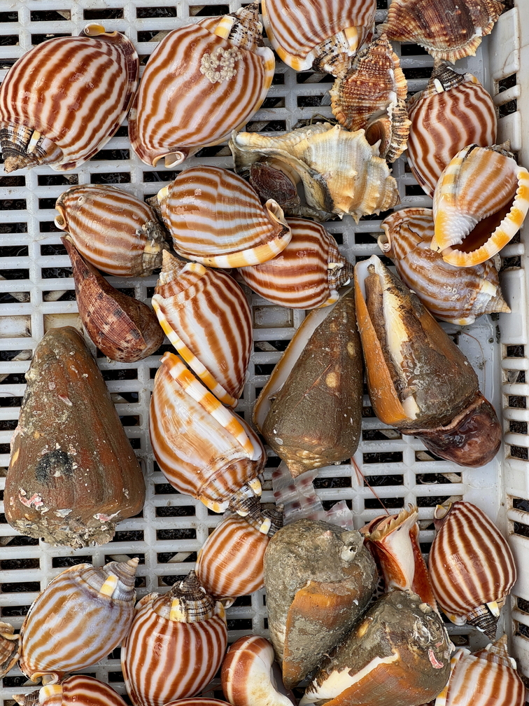 010澎湖的漁獲非常多樣，元貝田媽媽料理每次都依釣獲的料理而隨時調整（圖為澎湖魚市場漁獲畫面）007