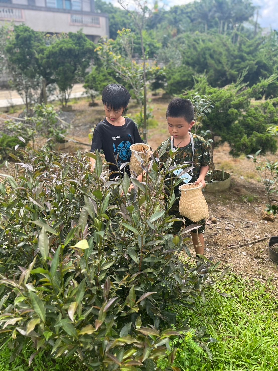 小朋友專注看要怎麼採才正確。