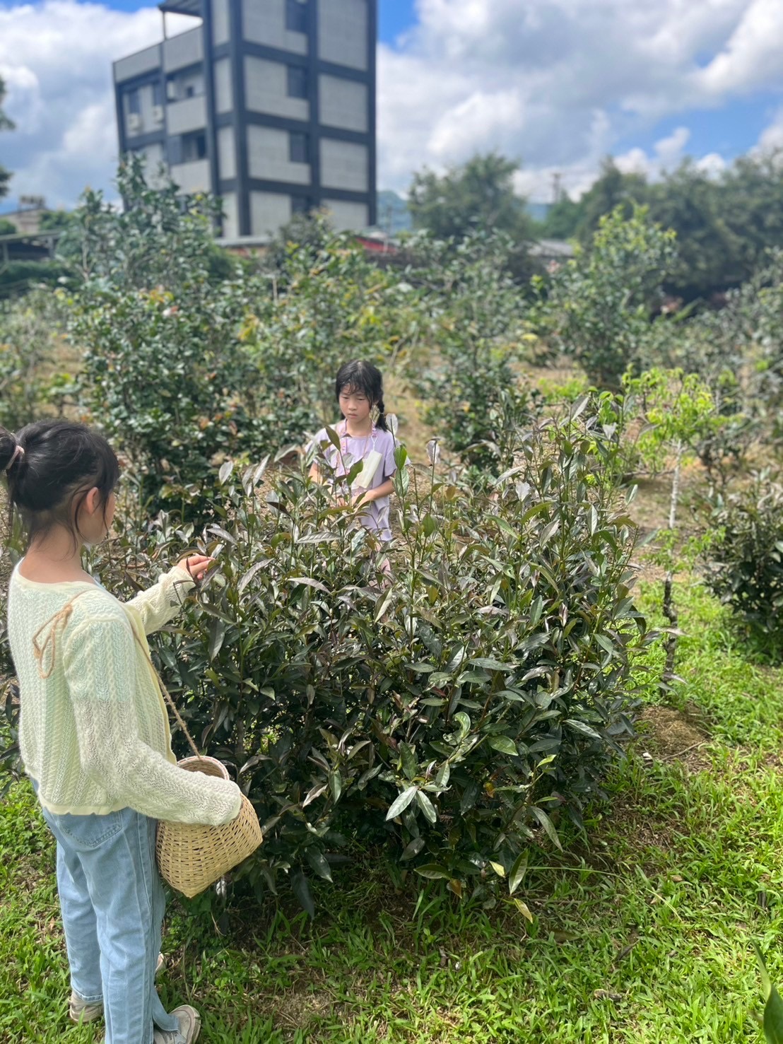 小朋友體驗採茶過程。