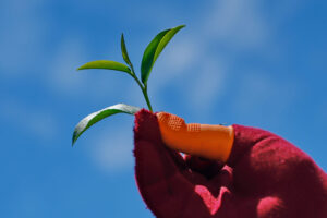 新元昌紅茶產業文化館
