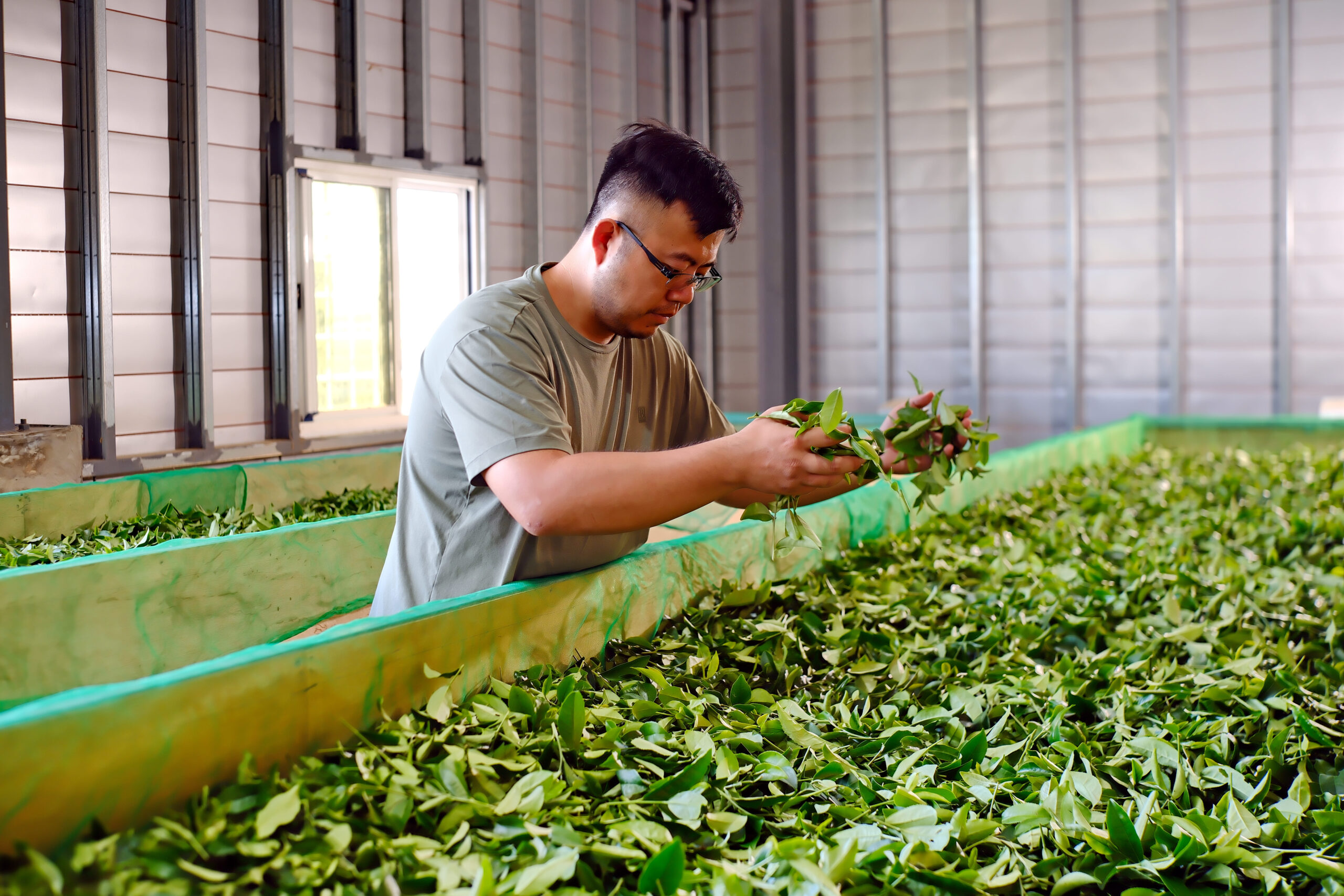 20250806‧台東鹿野‧新元昌紅茶產業文化館-03