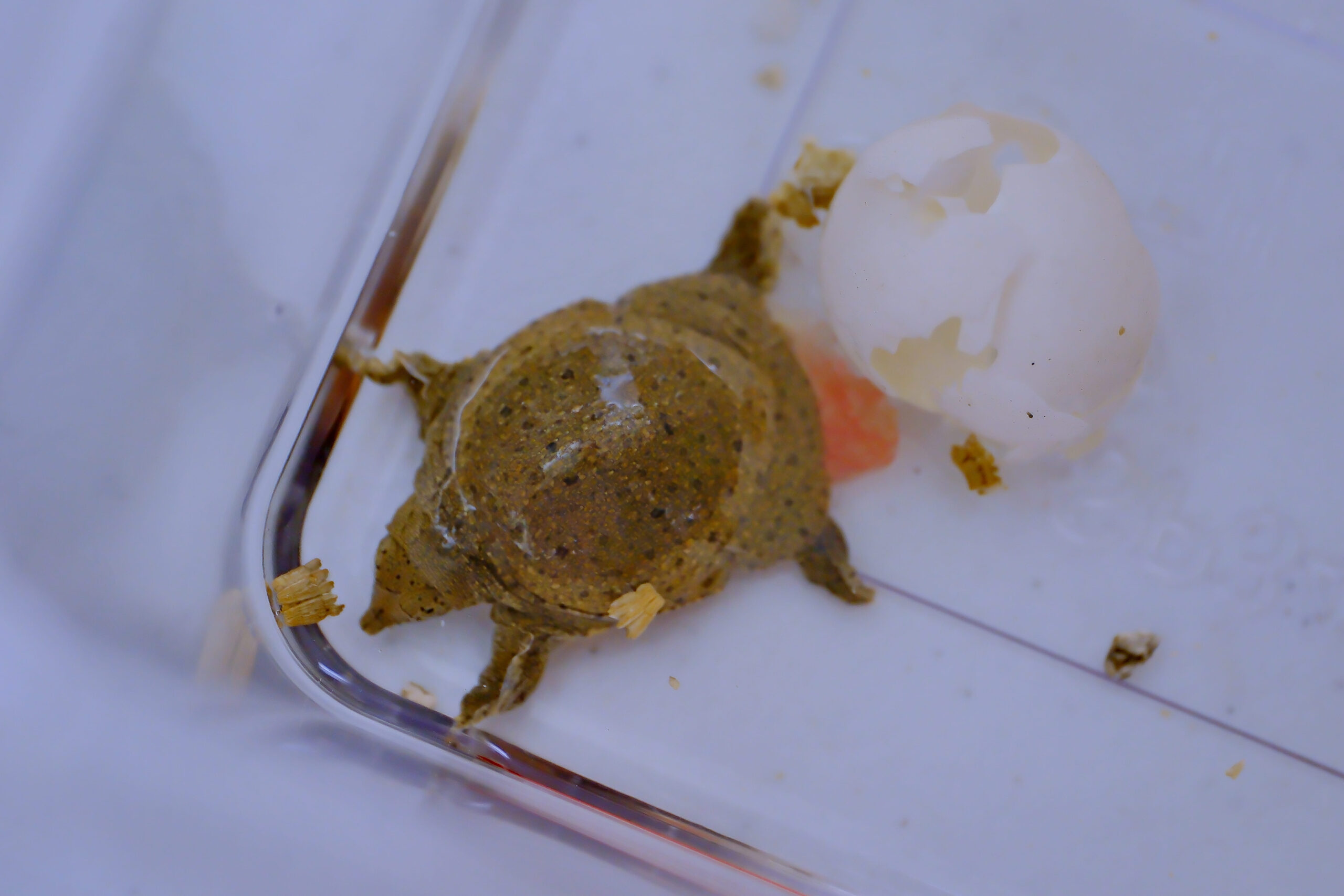 20250820‧屏東市‧鱉出來沒-08