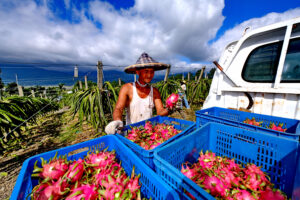 清優嶺體驗農園