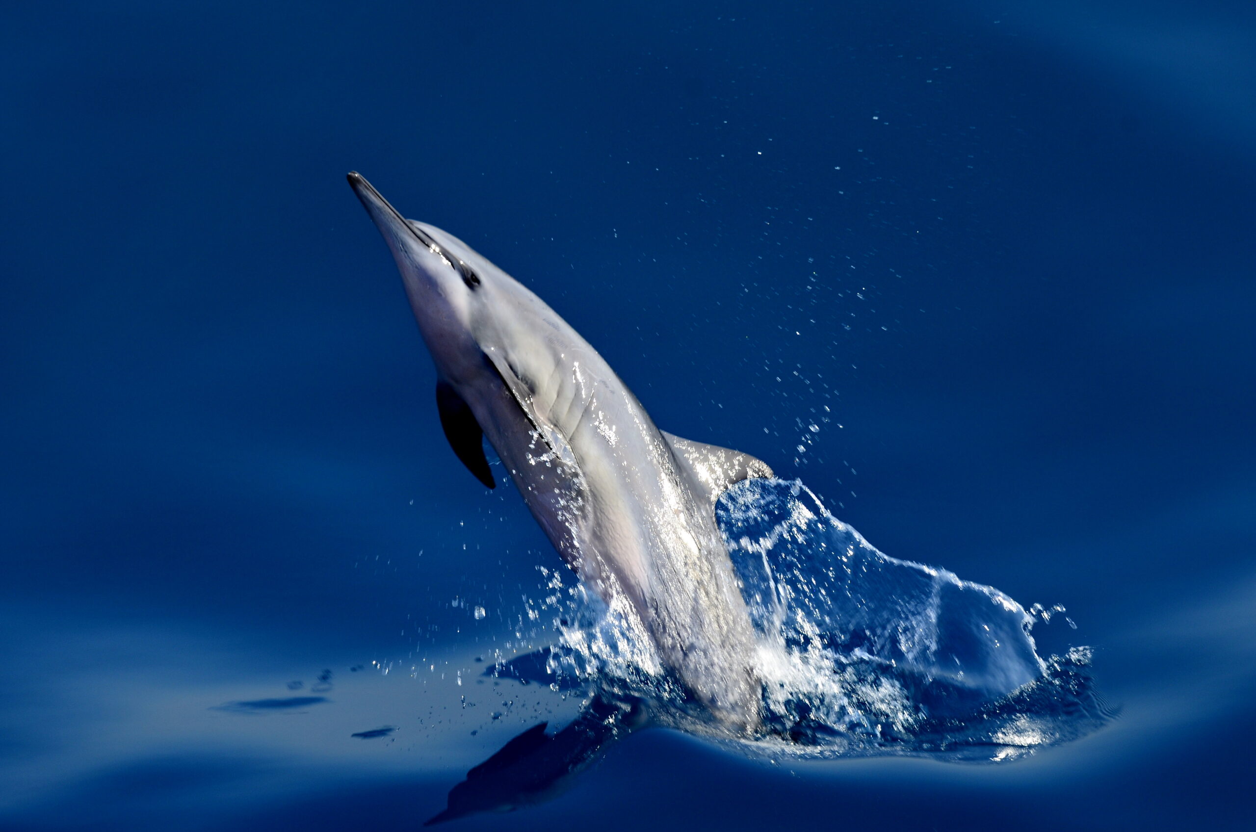 08.海豚出水的美妙曼姿。(鯨世界提供)