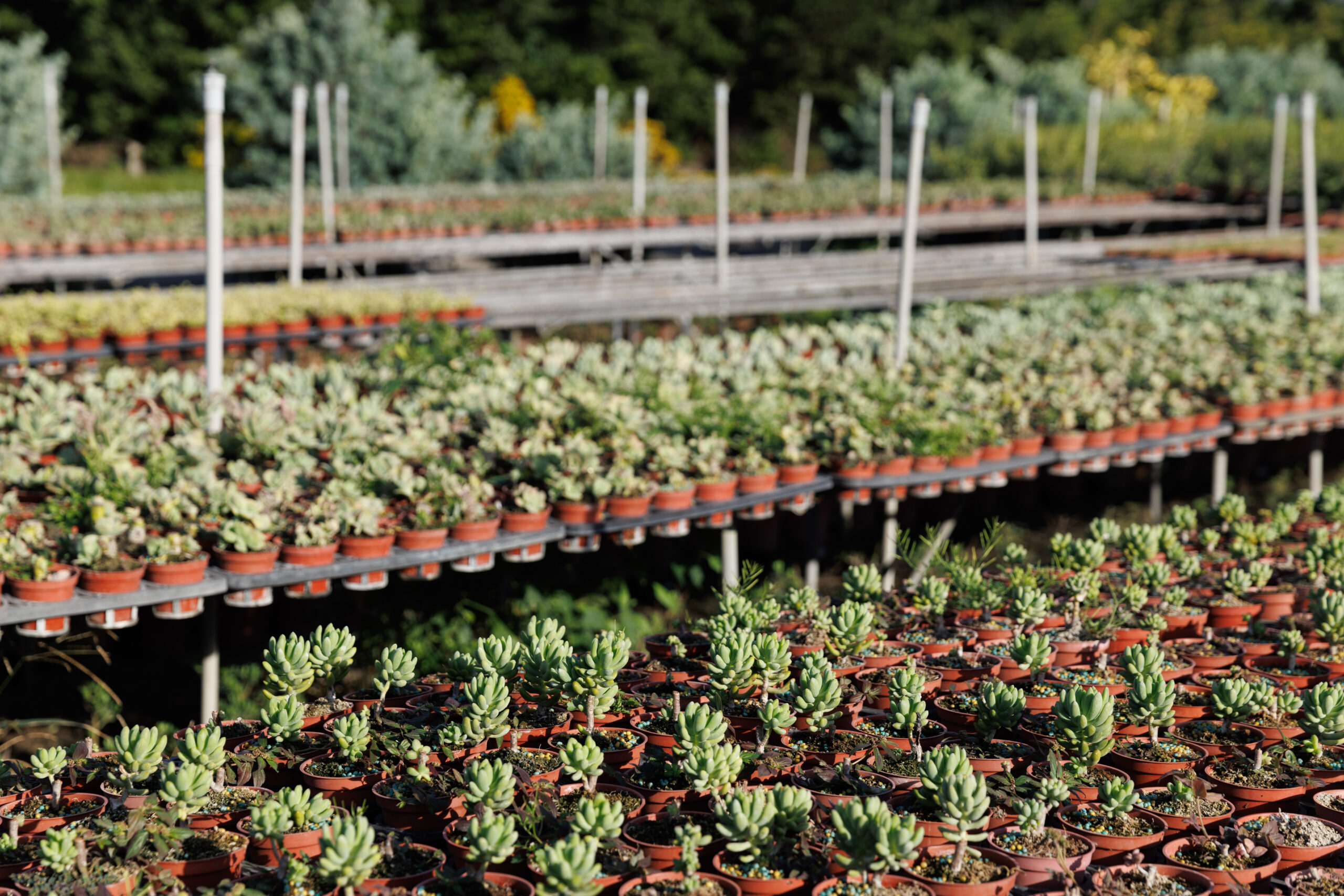 20251201田尾楓盛園藝_L-33