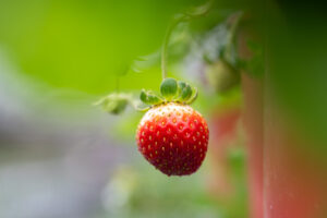 好上林有機草莓園