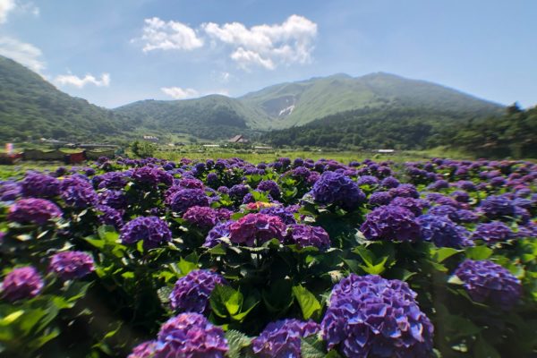 名陽─繡球花開季節也是絕美勝景。