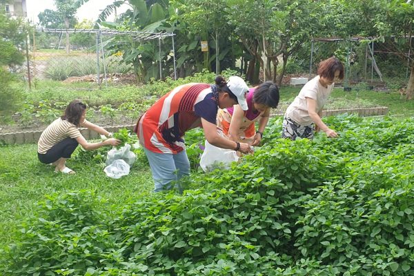 圖說5：莊園的DIY體驗活動，參與的民眾可以自由採摘。